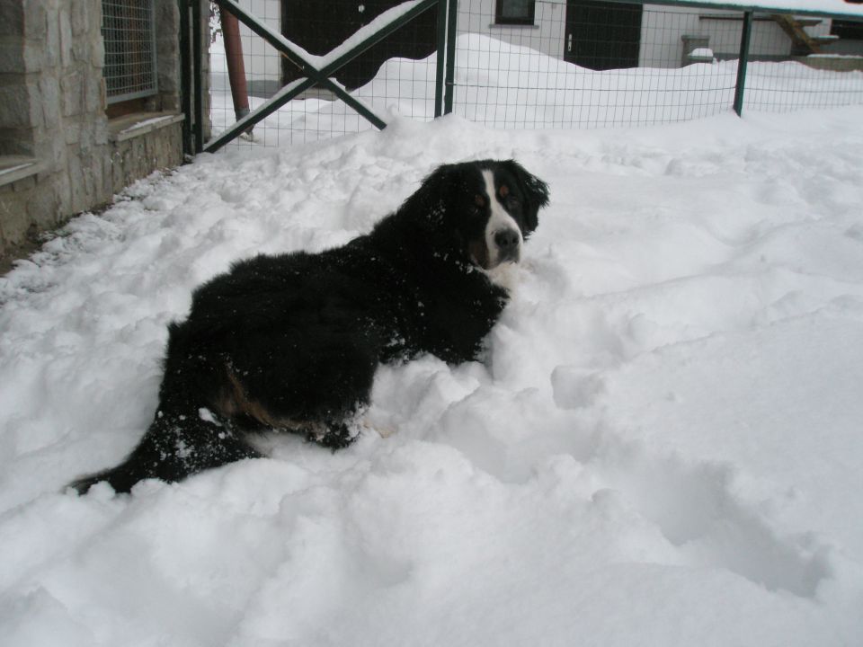 JANUAR 2010 - foto povečava