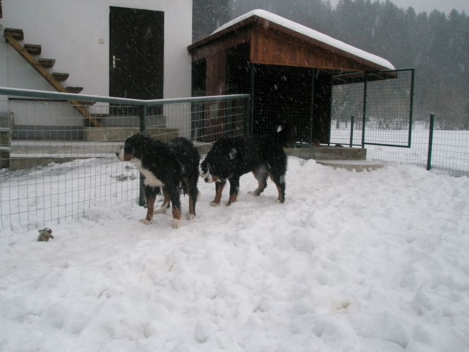 JANUAR 2010 - foto povečava