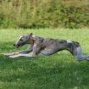 sprint