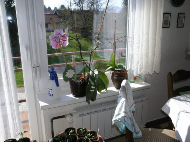 Orhideja skoraj brez cvetja
v juniju 2008 bo polna cvetja