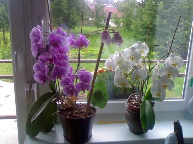 Moje orhideje