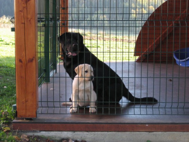 Mali in veliki labrador.