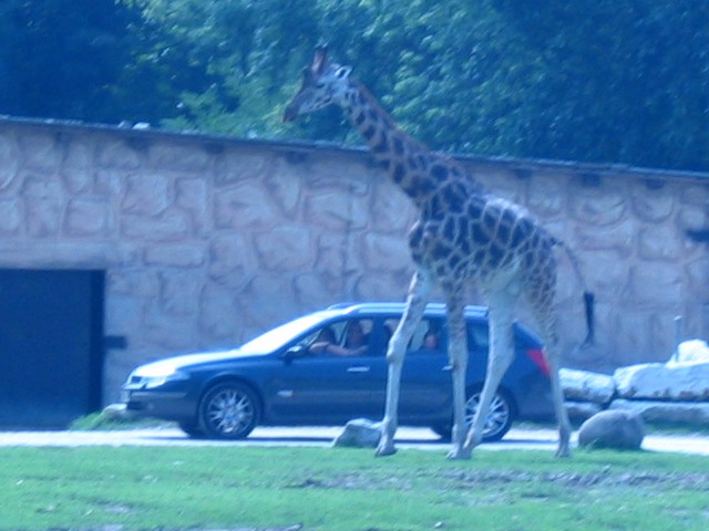 Safari- Italija - foto povečava