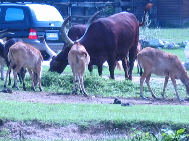 Safari- Italija - foto