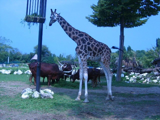 Safari- Italija - foto