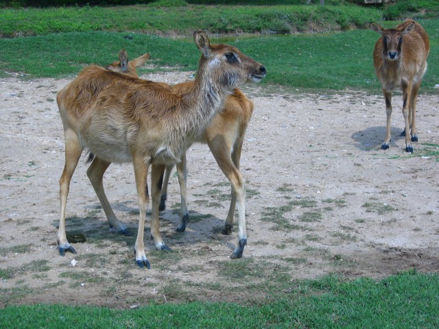 Safari- Italija - foto povečava