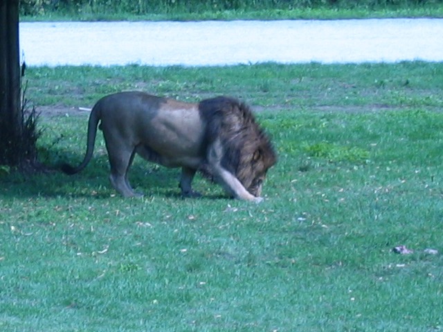 Safari- Italija - foto povečava