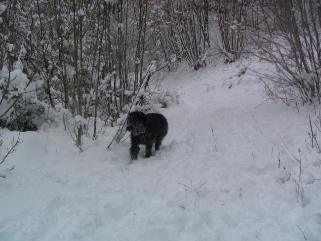 Sneg,Podgorje,31.12.2005 - foto povečava