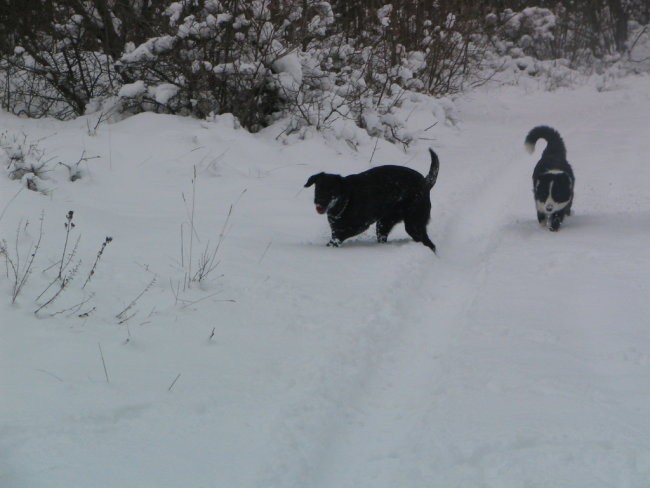 Sneg,Podgorje,31.12.2005 - foto povečava