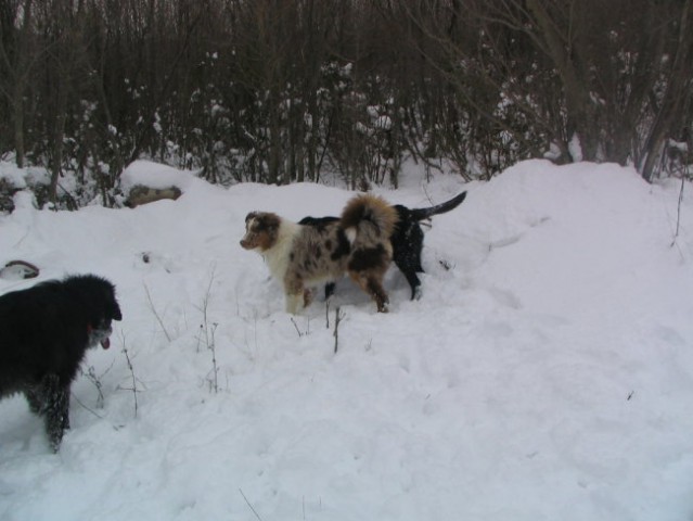Sneg,Podgorje,31.12.2005 - foto