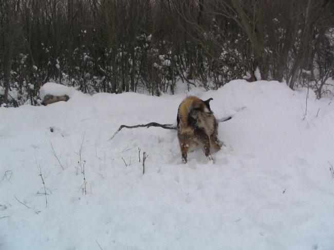 Sneg,Podgorje,31.12.2005 - foto povečava