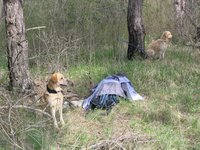 Socerb z KVRPS,08.04.2007 - foto povečava