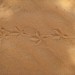 Merzouga - trag u pijesku