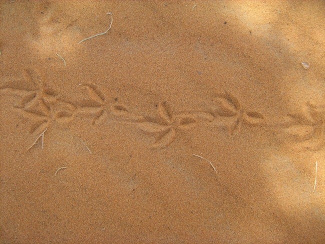 Merzouga - trag u pijesku