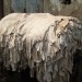 Fes - štavionica
(tannery)
