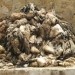 Fes - štavionica
(tannery)
