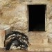 Fes - štavionica
(tannery)