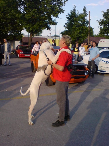 Avtomotoshow 2008 v Gornji Radgoni - foto povečava