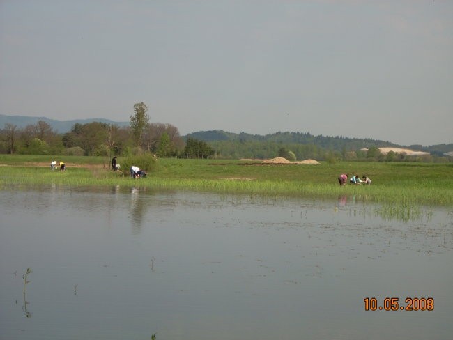 Teren 10.5.2008 (Cerkniško jezero in Planinsk - foto povečava