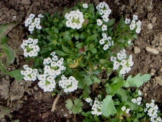 Alyssum - Grobeljnik 
Avtor: katrinca
rastline.mojforum.si