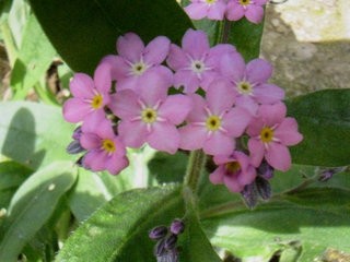 Myosotis - Spominčica
Avtor: katrinca
rastline.mojforum.si