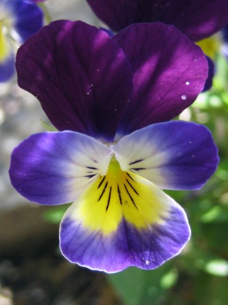 Viola -mačeha, vijolica
Avtor: zupka
rastline.mojforum.si