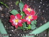 Dahlia – dalija,  georgina  - foto
