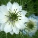 Nigella - Črnika
Avtor: katrinca
rastline.mojforum.si