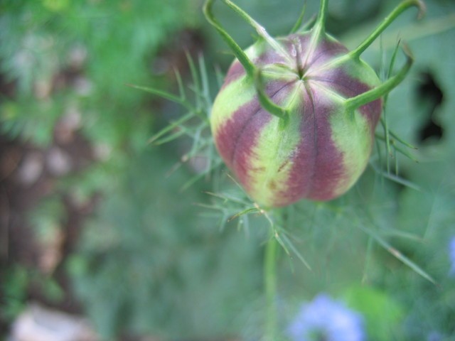 Nigella - Črnika
Avtor: potonka
rastline.mojforum.si