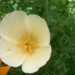 Eschscholzia - Zlati mak, kalifornijski mak, ešolcija
Avtor: katrinca
rastline.mojforum.