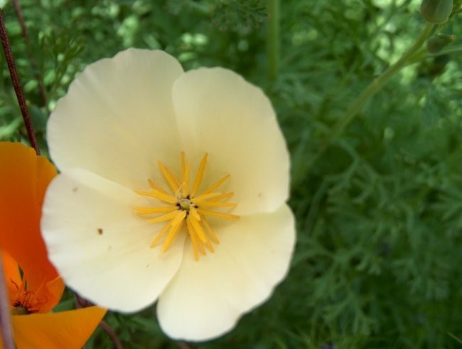 Eschscholzia - Zlati mak, kalifornijski mak, ešolcija
Avtor: katrinca
rastline.mojforum.