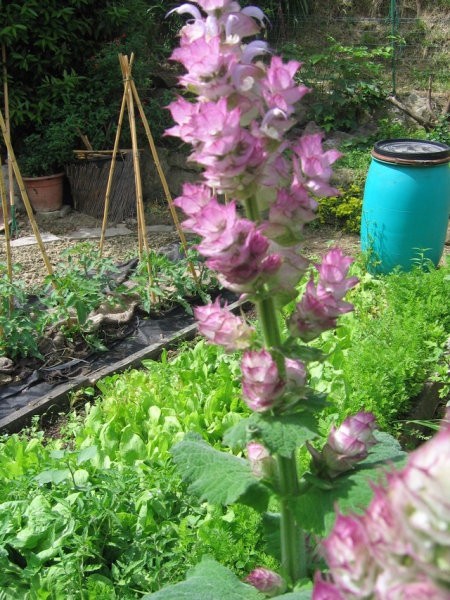 SALVIA SCLAREA- Muškatna kadulja 
Avtor: potonka
rastline.mojforum.si