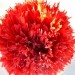 Papaver somniferum 
Avtor: katrinca
rastline.mojforum.si