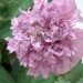 Papaver somniferum 
Avtor: katrinca
rastline.mojforum.si
