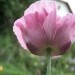 Papaver somniferum 
Avtor: katrinca
rastline.mojforum.si