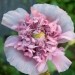 Papaver somniferum Avtor: katrinca rastline.mojforum.si