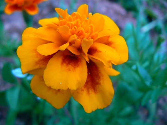 TAGETES - žametnica
Avtor: vrtnarka
rastline.mojforum.si