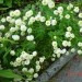 Tanacetum parthenium - beli vratič