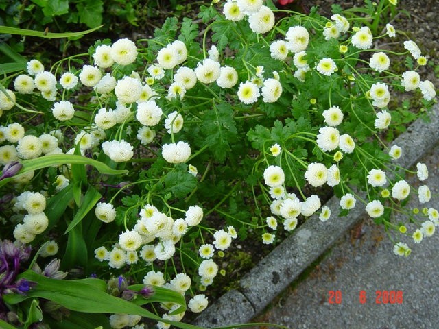 Tanacetum parthenium - beli vratič - foto