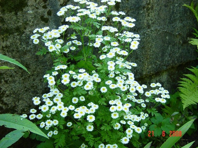 Tanacetum parthenium - beli vratič - foto povečava