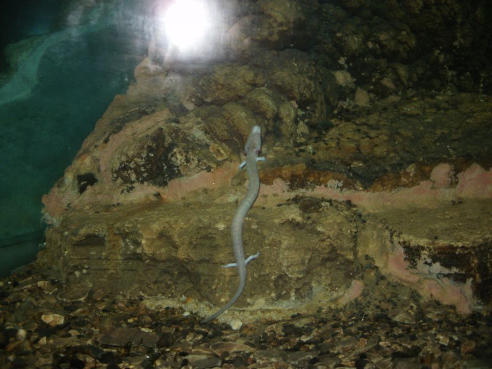 človeška ribica