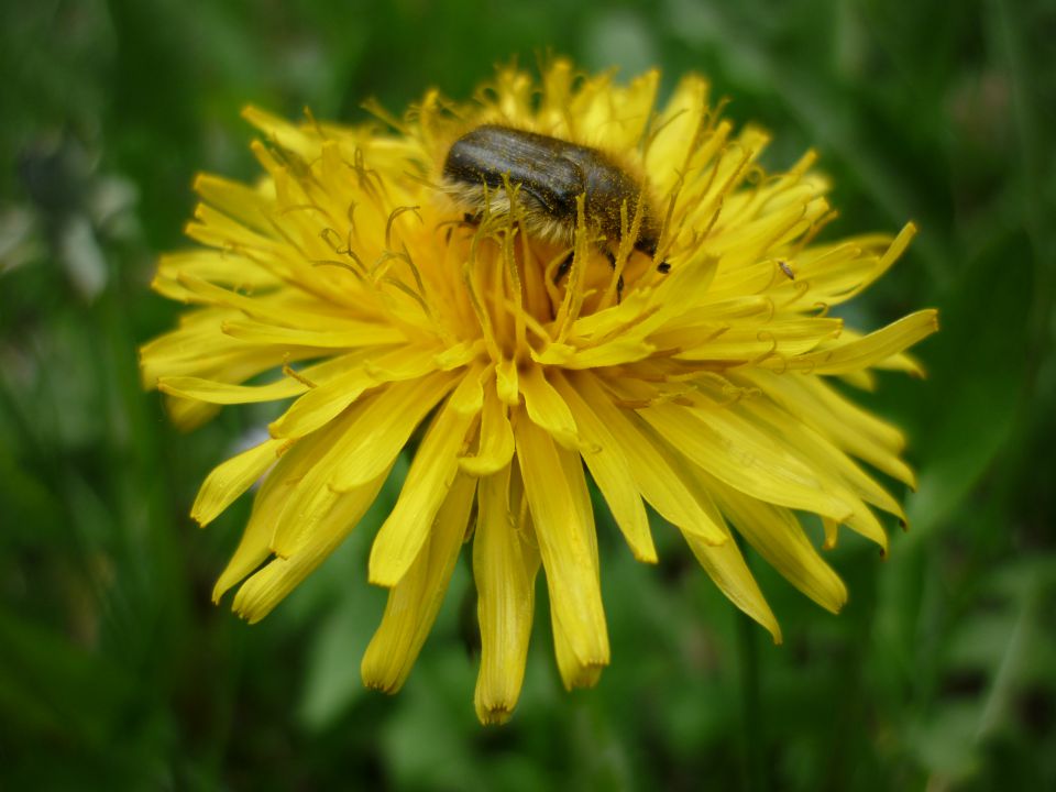 Makro fotografija - foto povečava