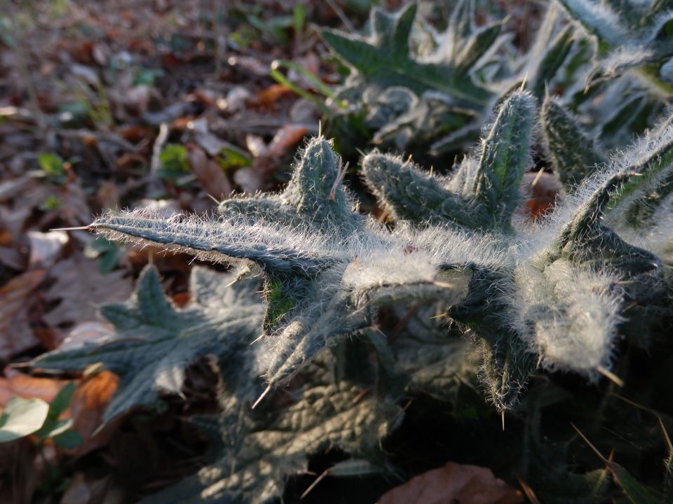 Makro fotografija - foto povečava