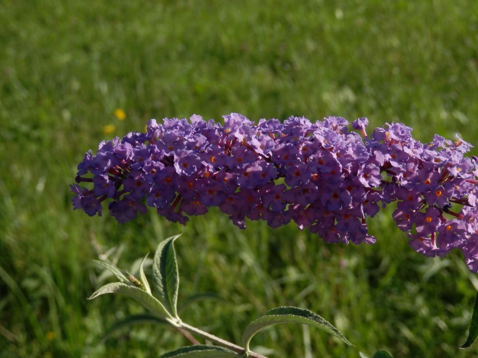 Makro fotografija - foto povečava