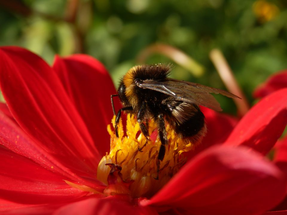 Makro fotografija - foto povečava