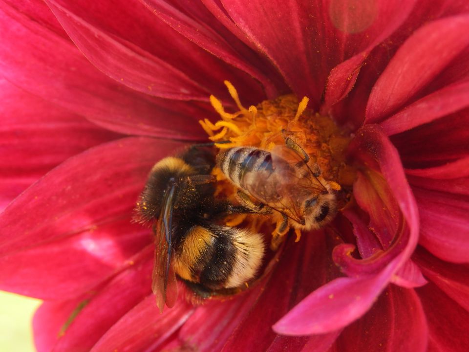 Makro fotografija - foto povečava