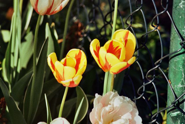 Tulipani   Pentax K1000