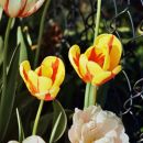 tulipani   Pentax K1000