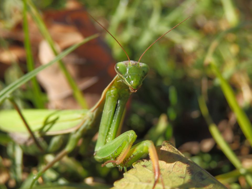 Makro fotografija 2013 - foto povečava