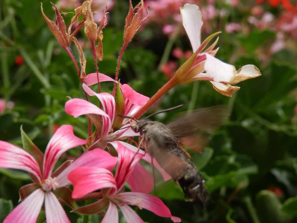 Kolibri - foto povečava